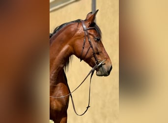 PRE Mix, Stute, 11 Jahre, 155 cm, Brauner