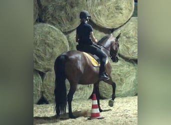 PRE Mix, Stute, 11 Jahre, 155 cm, Brauner