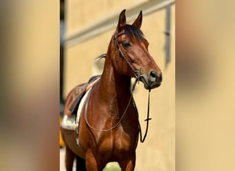 PRE Mix, Stute, 11 Jahre, 155 cm, Brauner
