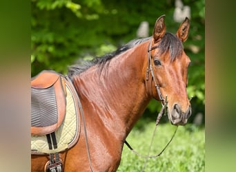 PRE Mix, Stute, 11 Jahre, 155 cm, Brauner