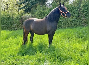 PRE Mix, Stute, 11 Jahre, 155 cm, Rappe