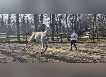 PRE, Stute, 11 Jahre, 155 cm, Schimmel
