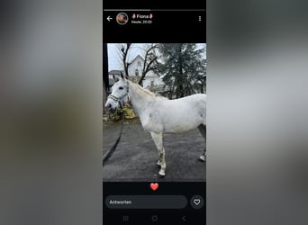 PRE, Stute, 11 Jahre, 155 cm, Schimmel