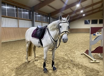 PRE Mix, Stute, 11 Jahre, 156 cm, Schimmel