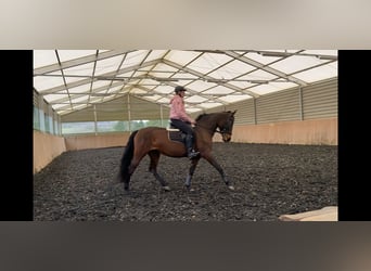 PRE, Stute, 11 Jahre, 157 cm, Brauner