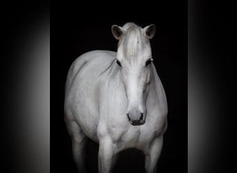 PRE Mix, Stute, 11 Jahre, 157 cm, Schimmel