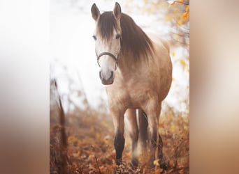 PRE, Stute, 11 Jahre, 158 cm, Buckskin