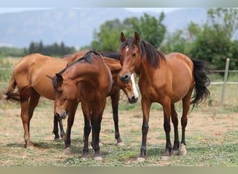 PRE Mix, Stute, 11 Jahre, 160 cm, Brauner