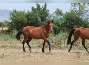 PRE Mix, Stute, 11 Jahre, 160 cm, Brauner