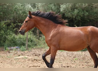PRE Mix, Stute, 11 Jahre, 160 cm, Brauner