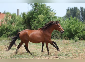 PRE Mix, Stute, 11 Jahre, 160 cm, Brauner