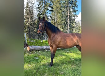 PRE, Stute, 11 Jahre, 160 cm, Brauner