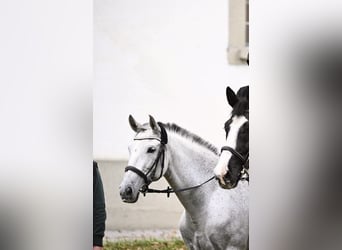 PRE Mix, Stute, 11 Jahre, 160 cm, Schimmel