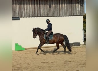 PRE Mix, Stute, 11 Jahre, 163 cm, Brauner