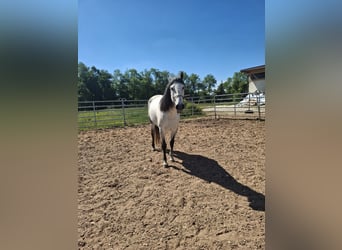 PRE, Stute, 11 Jahre, 164 cm, Schimmel