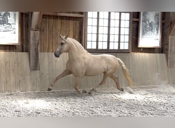 PRE, Stute, 11 Jahre, 165 cm, Palomino