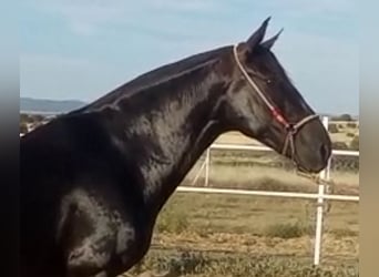 PRE Mix, Stute, 11 Jahre, 168 cm, Rappe