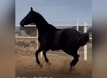 PRE, Stute, 11 Jahre, 168 cm, Rappe