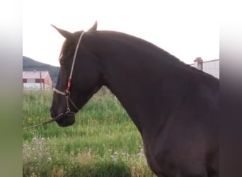 PRE Mix, Stute, 11 Jahre, 168 cm, Rappe