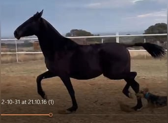 PRE Mix, Stute, 11 Jahre, 168 cm, Rappe