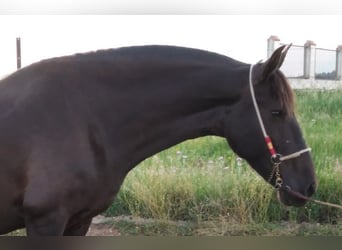 PRE Mix, Stute, 11 Jahre, 168 cm, Rappe
