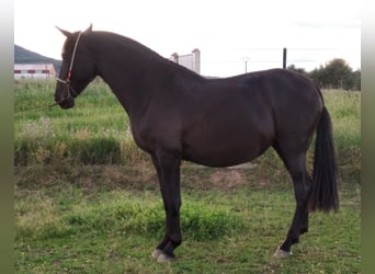 PRE Mix, Stute, 11 Jahre, 168 cm, Rappe