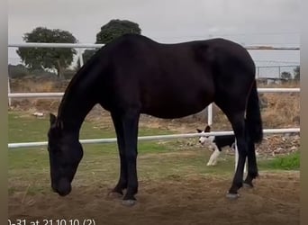 PRE Mix, Stute, 11 Jahre, 168 cm, Rappe