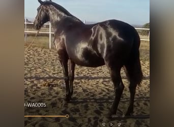 PRE Mix, Stute, 11 Jahre, 168 cm, Rappe