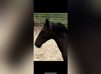 PRE Mix, Stute, 11 Jahre, 170 cm, Dunkelbrauner