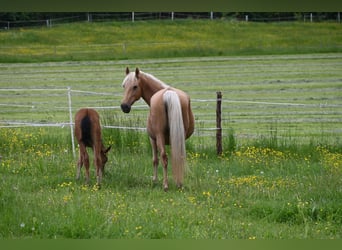 PRE Mix, Stute, 11 Jahre, Palomino