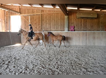 PRE Mix, Stute, 11 Jahre, Palomino