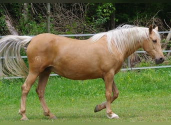 PRE Mix, Stute, 11 Jahre, Palomino