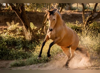 PRE Mix, Stute, 12 Jahre, 151 cm, Falbe