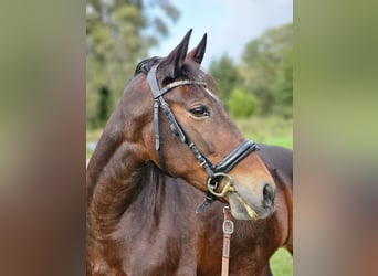 PRE Mix, Stute, 12 Jahre, 153 cm, Dunkelbrauner