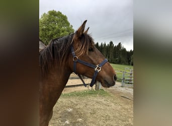 PRE Mix, Stute, 12 Jahre, 155 cm, Brauner