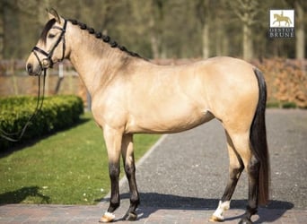 PRE, Stute, 12 Jahre, 155 cm, Buckskin