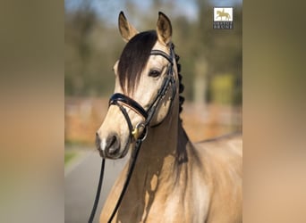 PRE, Stute, 12 Jahre, 155 cm, Buckskin