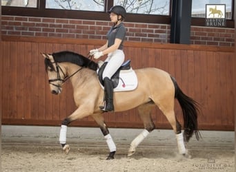 PRE, Stute, 12 Jahre, 155 cm, Buckskin