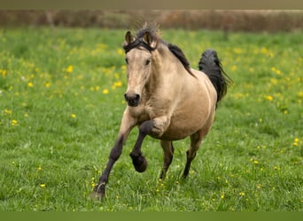 PRE, Stute, 12 Jahre, 155 cm, Buckskin