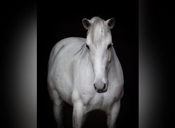 PRE Mix, Stute, 12 Jahre, 158 cm