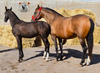 PRE Mix, Stute, 12 Jahre, 160 cm, Brauner