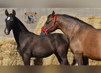 PRE Mix, Stute, 12 Jahre, 160 cm, Brauner