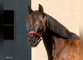 PRE, Stute, 12 Jahre, 160 cm, Rappe