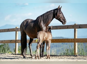 PRE, Stute, 12 Jahre, 160 cm, Rappe