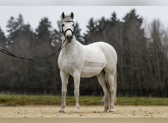 PRE Mix, Stute, 12 Jahre, 160 cm, Schimmel
