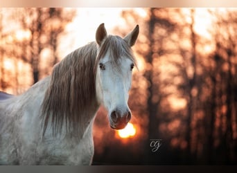 PRE, Stute, 12 Jahre, 160 cm, Schimmel