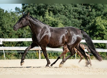 PRE, Stute, 12 Jahre, 161 cm, Rappe