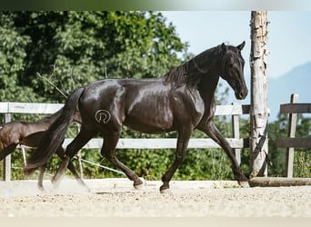 PRE, Stute, 12 Jahre, 161 cm, Rappe