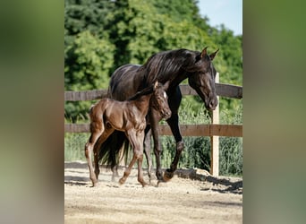 PRE, Stute, 12 Jahre, 161 cm, Rappe