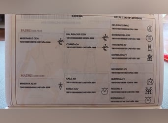 PRE Mix, Stute, 12 Jahre, 163 cm, Brauner